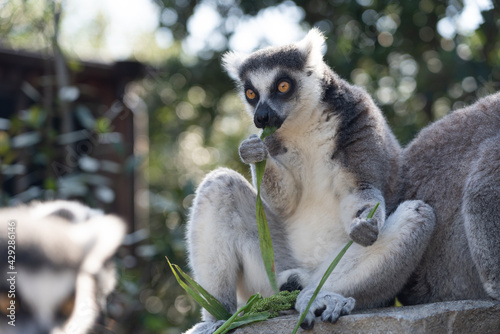 Fototapeta Naklejka Na Ścianę i Meble -  A ring-tailed lemur eating.