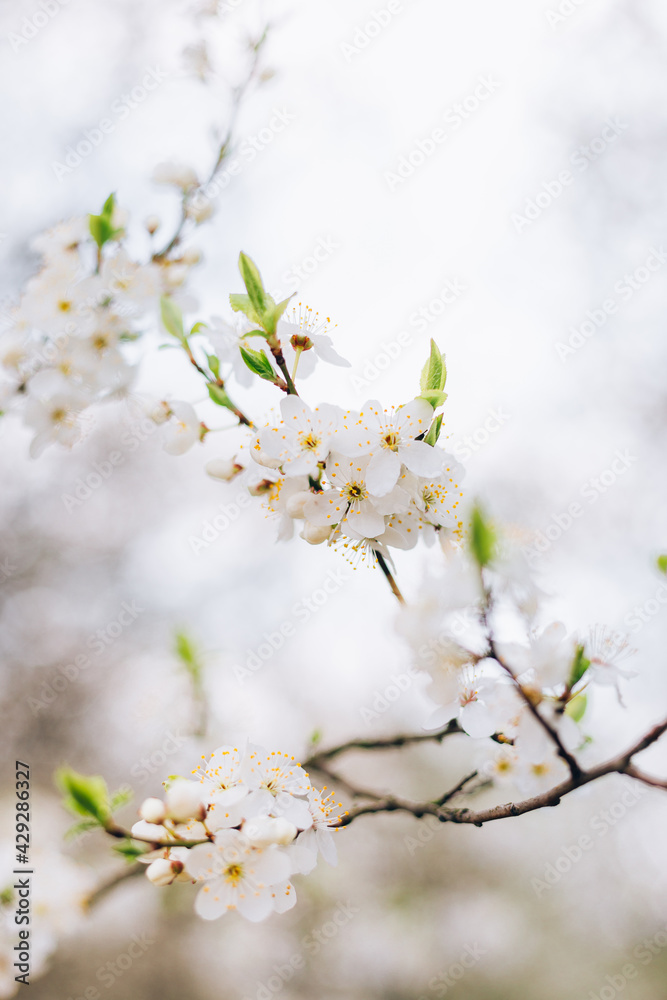 White Flowers of the cherry blossoms on a spring day, close-up. Nature banner. Floral seasonal background White Flowers of the cherry blossoms on a spring day, close-up. Nature banner. Floral seasonal background