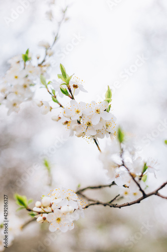 White Flowers of the cherry blossoms on a spring day, close-up. Nature banner. Floral seasonal background