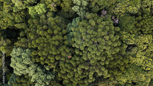 Aerial view of Araucarian forest, Curitiba, Paraná. Brazil