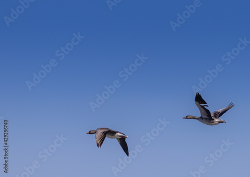 Two Greylag Goose (Anser anser) are flying over a small pong in southern Germany