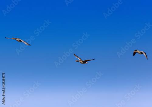 Three Greylag Goose (Anser anser) are flying over a small pong in southern Germany