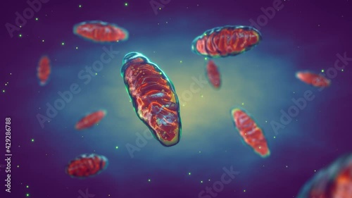 Mitochondria are cellular organelles found in most eukaryotic organisms. Adenosine triphosphate (ATP) is generated in mitochondria and is a source of  chemical energy. photo