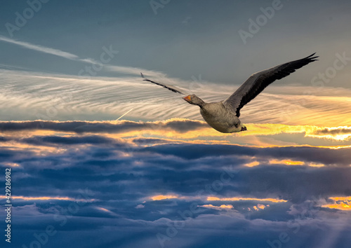 A Greylag Goose (Anser anser) is flying over a small pong in southern Germany