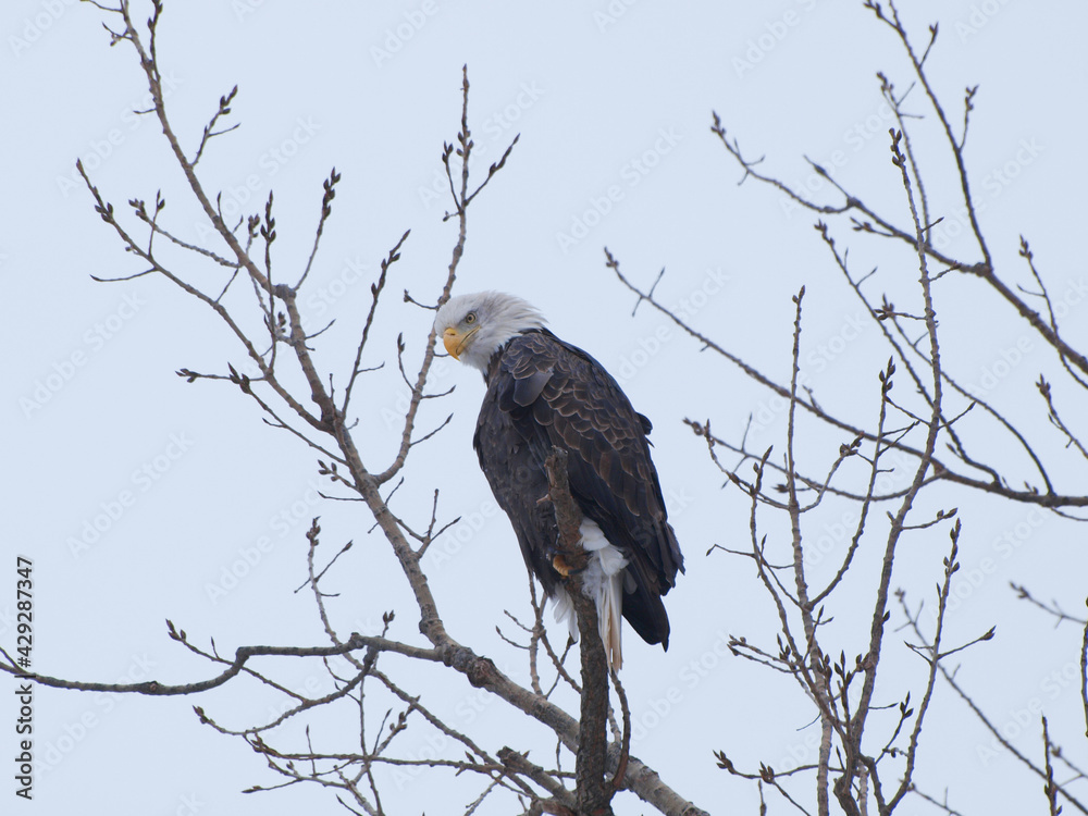 Bald eagle perched on branch Bald eagle perched on branch