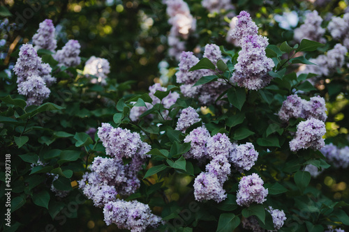 Beautiful lilac blossom closeup. Fresh spring nature, botanic inspiration,