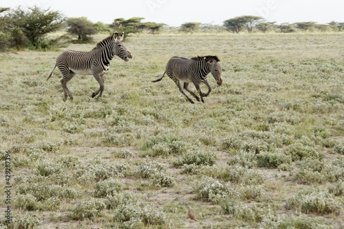 Male Grevy s zebra chasing another out of its territory  Buffalo Springs Samburu Game Reserve  Kenya