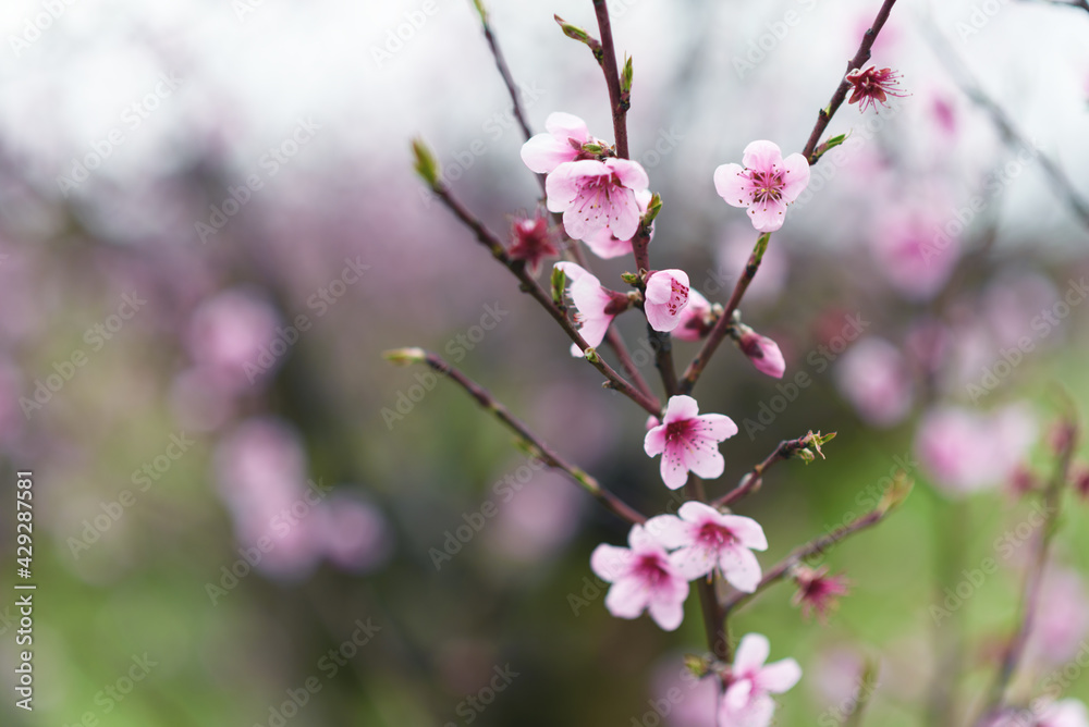 Beautiful blooming twig with peach pink flowers. Close up photo. Beautiful blooming twig with peach pink flowers. Close up photo.