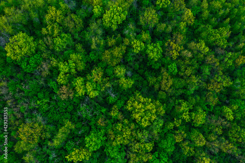 Fresh green trees in spring seen from above. Spring foliage. 