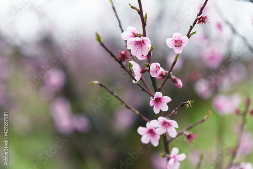Beautiful blooming twig with peach pink flowers. Close up photo.