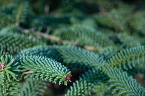 Close up of Spruce branches
