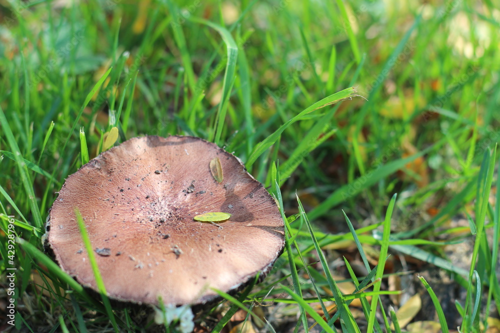 mushroom in the grass mushroom in the grass