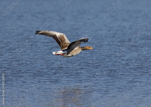 A Greylag Goose (Anser anser) is performing a low-level flight over the calm water of a small pond in southern Germany