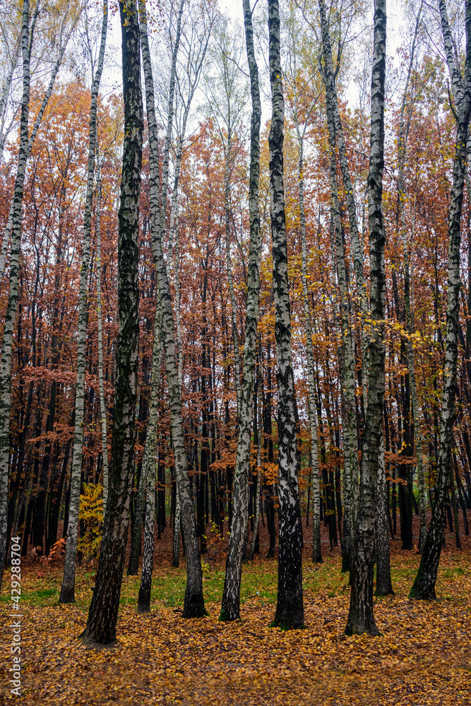 Fototapeta premium autumn landscape