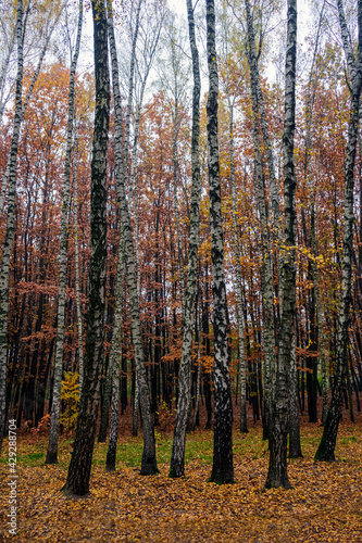 Fototapeta Naklejka Na Ścianę i Meble -  autumn landscape