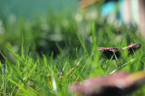 mushroom in the grass