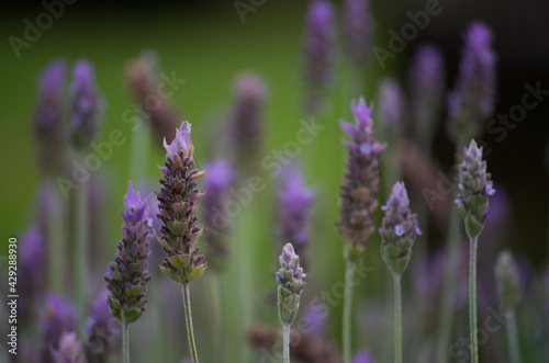 lavender flowers in region