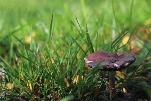 mushroom in the grass © Sebastin