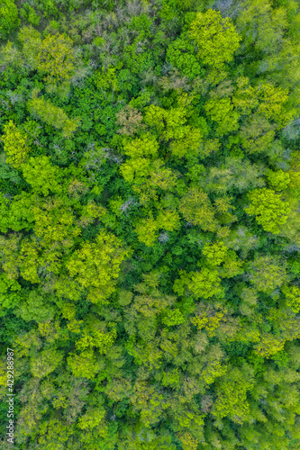 Fresh green trees in spring seen from above. Spring foliage. 