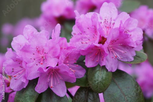 PJM Victor Rhododendron (Ericaceae) in bloom in a spring garden with bright magenta flowers.