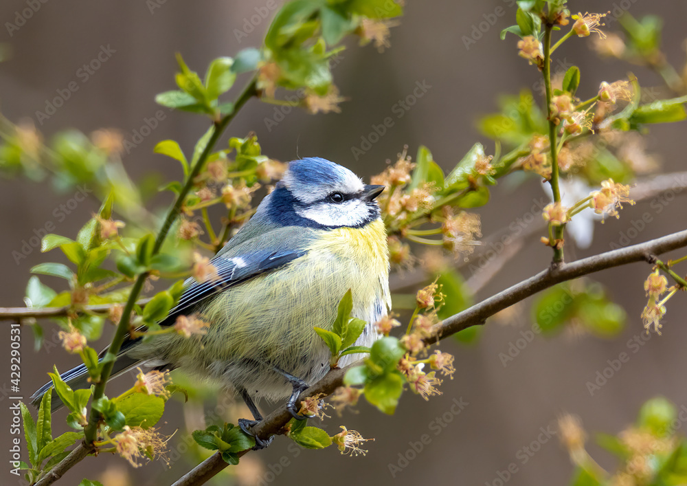 Eurasian blue tit - Cyanistes caeruleus Eurasian blue tit - Cyanistes caeruleus