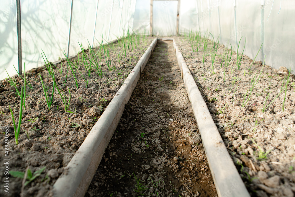 Organic young green onion plants growng in a greenhouse - selective focus. Organic young green onion plants growng in a greenhouse - selective focus.