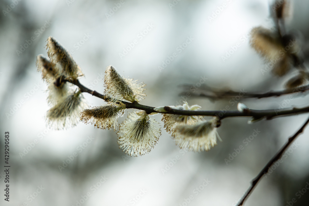 Blooming fresh Willow branch tree close up on blur natural background.