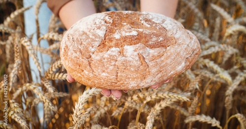 Close up shot of Caucasian female hands holding fresh baked bread on wheat ears background. Woman fingers hold baking while standing in field outdoor. Baked product. Food concept photo