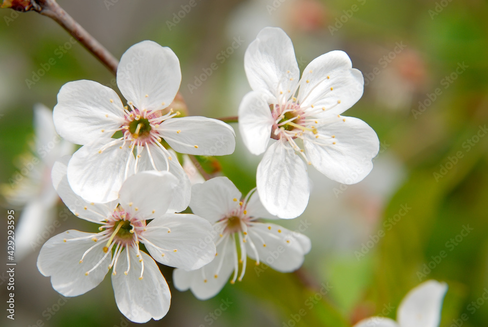 Fototapeta premium Flowering branches of cherries on a colored blurred background.