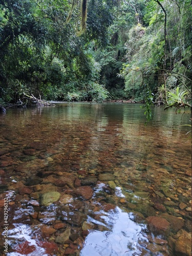 river in the forest