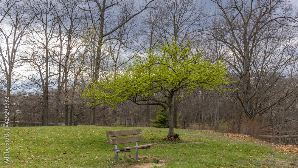 Small tree with fresh spring leaves in the park Small tree with fresh spring leaves in the park