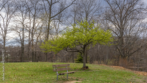 Small tree with fresh spring leaves in the park