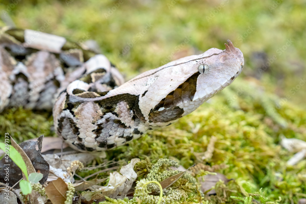 Obraz premium Female Gaboon Viper Snake (Bitis gabonica) on forest floor.