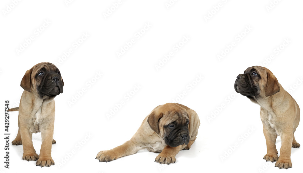 group of dogs isolated