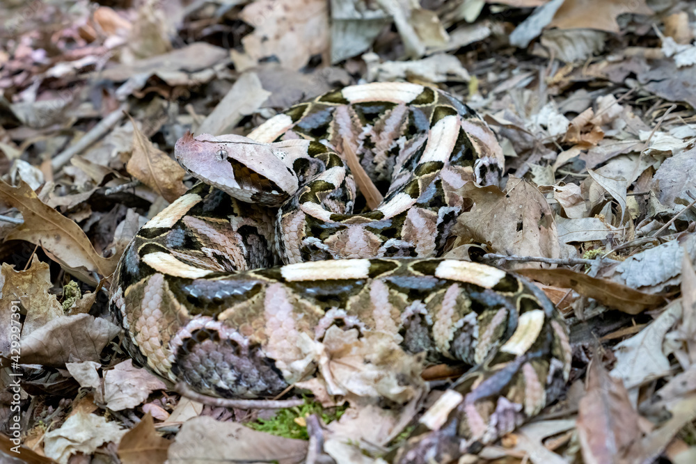 Female Gaboon Viper Snake (Bitis gabonica) on forest floor. Stock Photo