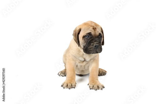 puppy bullmastiff isolated on white background  © eds30129