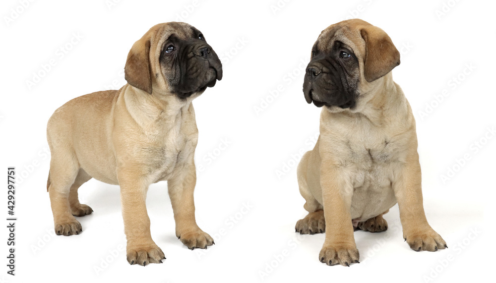 collection of puppy bullmastiff in different postures