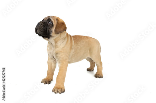 puppy bullmastiff isolated on white background 