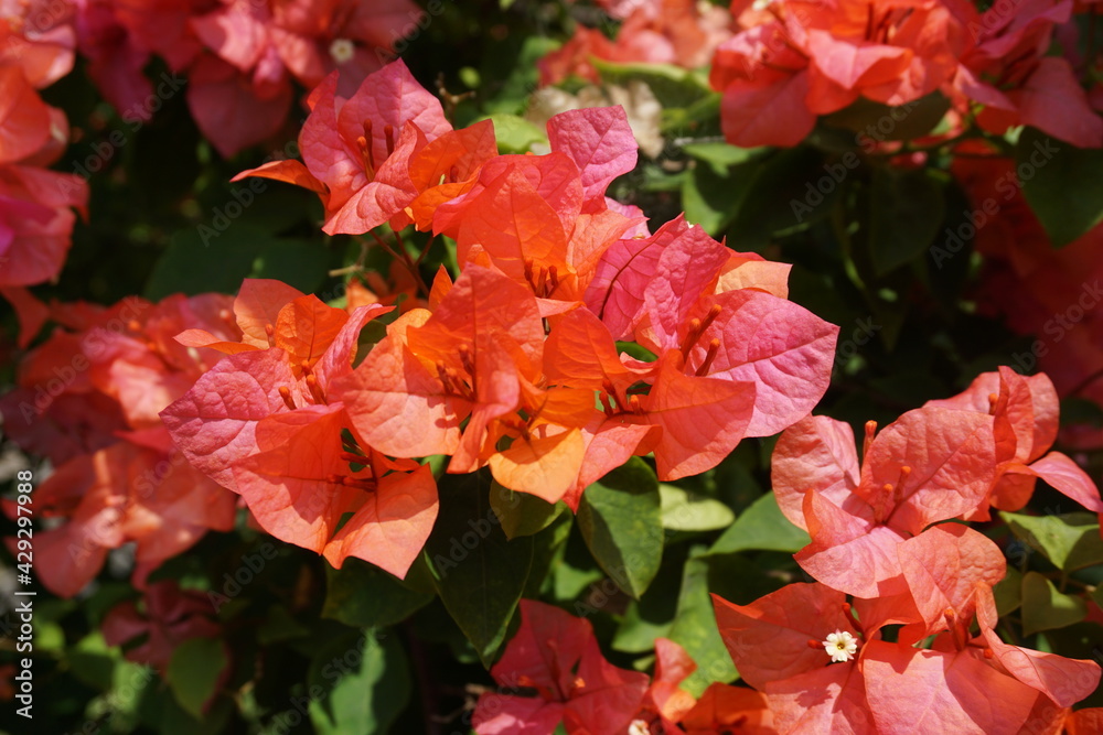 The exotic bougainvillea flower in nature The exotic bougainvillea flower in nature