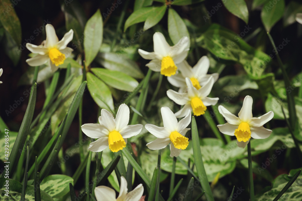 Yellow and white cyclamineus 'Jack Snipe' daffodils in flower Yellow and white cyclamineus 'Jack Snipe' daffodils in flower