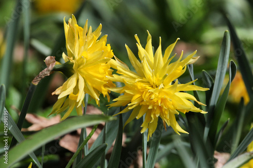 Yellow Narcissus 'Rip van Winkle' double daffodil in flower photo