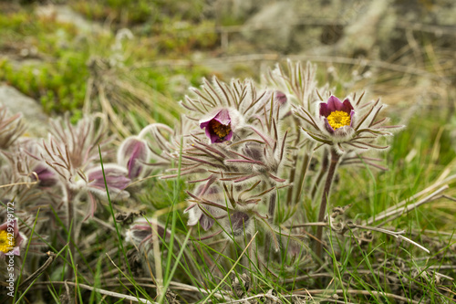 Dream herb. Flowers of the Windflower or Pulsatilla Patens. First spring april blue sleep grass flowers photo