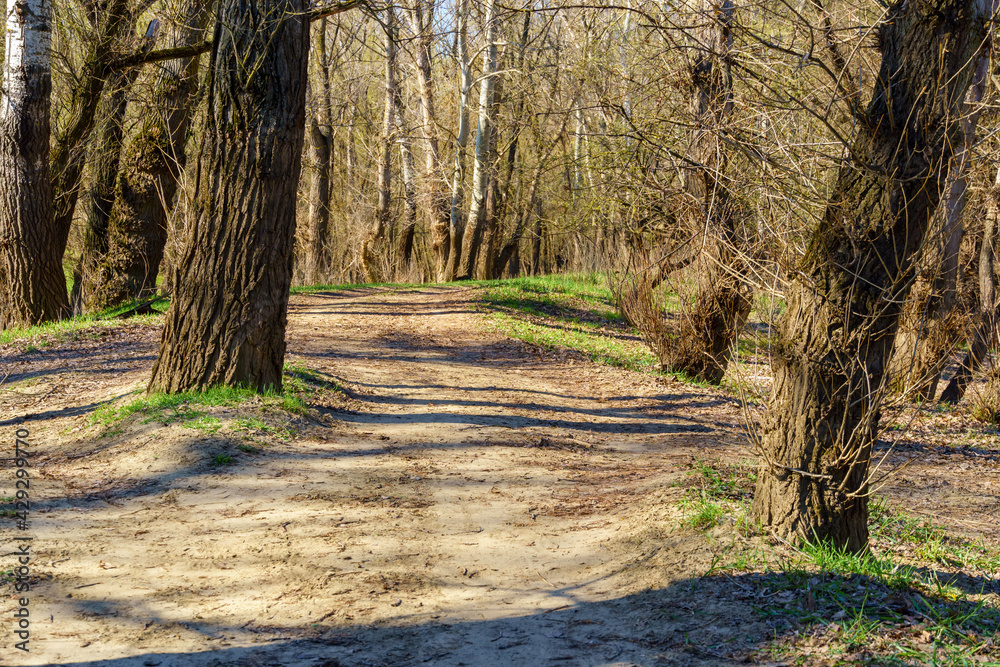 beautiful spring landscape - forest and path on a bright sunny day beautiful spring landscape - forest and path on a bright sunny day