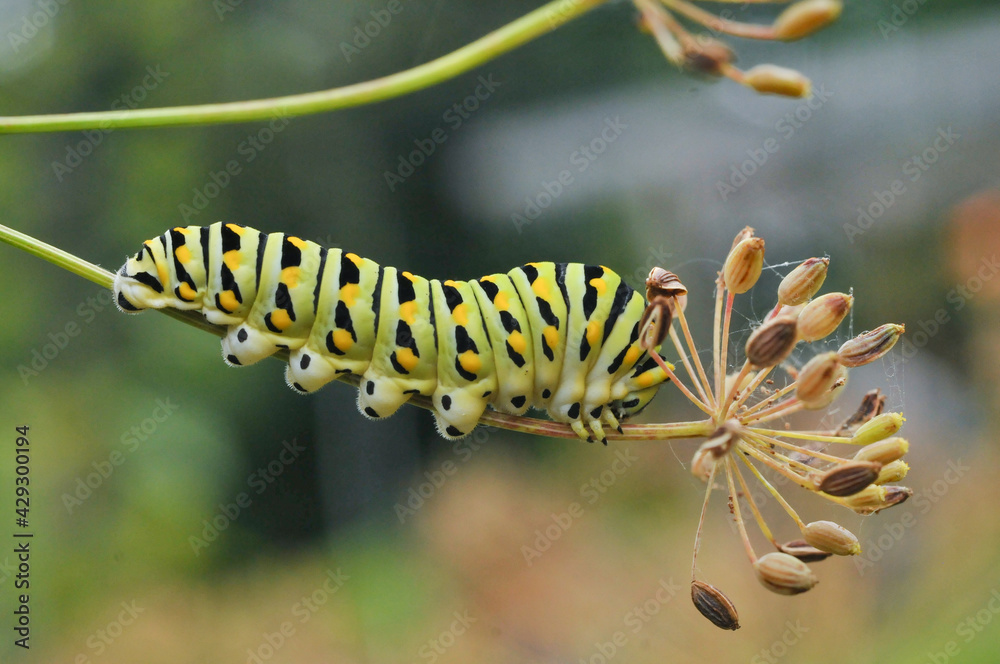 monarch caterpillar on dill weed