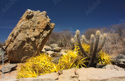 VEGETAÇÃO DE CAATINGA EM SÃO JOSÉ DO SABUGI, PARAÍBA, BRASIL photo