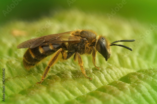 Closeup of a female common furrow bee, Lasioglossum calceatum