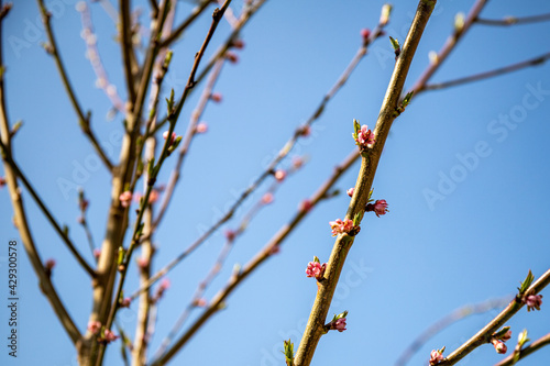 Peach blossom on a branch on the blue sky background