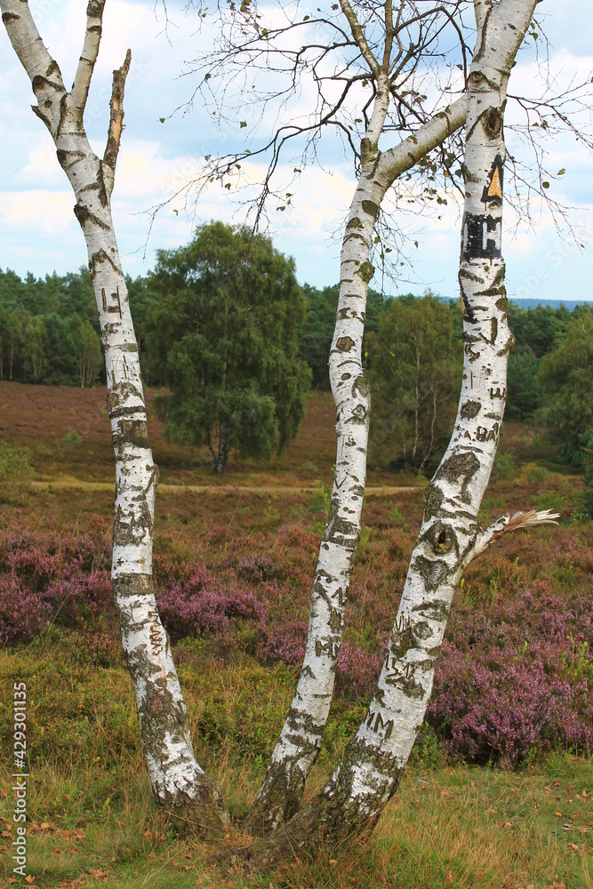 Fototapeta premium Heidschnuckenweg in der Lüneburger Heide | Heidelandschaft