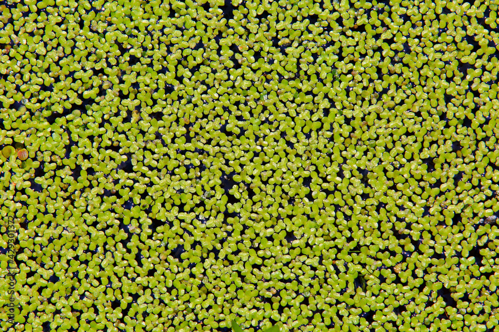 수생식물 개구리밥