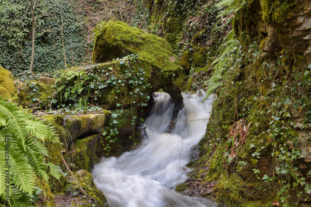 stream in the forest stream in the forest